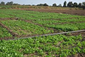 Fresh spinach in organic farm photo