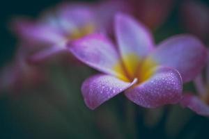 Plumeria flowers soft tone
