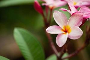 flores de plumeria tono suave foto