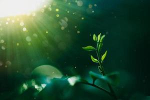 Green leaves tropical plants photo