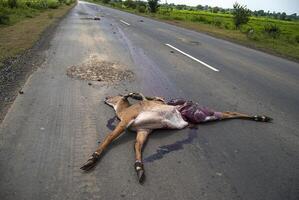 animal muerto en la carretera atropellado por un vehículo, conducir con cuidado, accidente foto