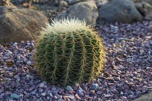 Cactus plant in park photo