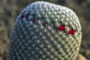 Cactus plant in park photo