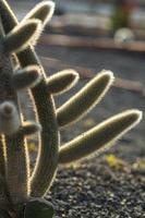 planta de cactus en el parque foto
