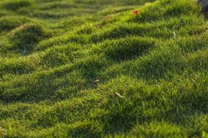 Green grass close-up photo