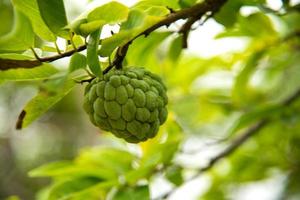 Custard apples or Sugar apples or Annona squamosa Linn. growing on a tree. photo