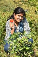 Feliz joven recogiendo o examinar tomates frescos en una granja o campo orgánico