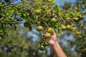 chica joven agricultor sosteniendo y examinando naranjas dulces de árboles en las manos. foto