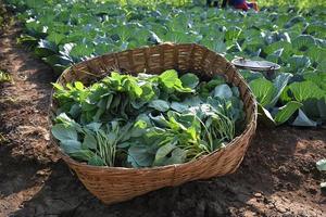 Cabbage field or farm, Green cabbages in the agriculture field photo