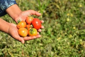 Happy young woman picking or examine fresh tomatoes in organic farm or field photo