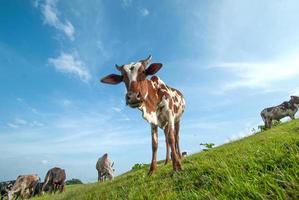 Cows grazing on lush grass field photo