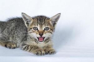 Gray striped Kitten on a white background, Small predator, photo