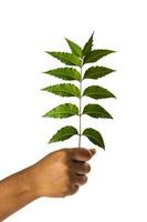 Mano sujetando hojas de neem - azadirachta indica foto