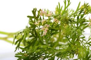 Coriander with flowers on a white background photo