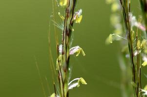 Grass, branch with leaves and Beautiful spring flowers, blur photo