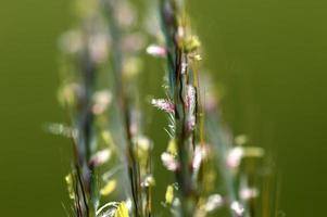 hierba, rama con hojas y hermosas flores de primavera, desenfoque foto