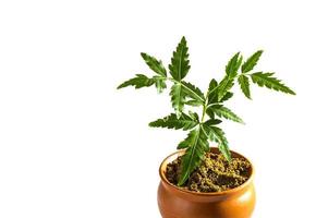 Young Neem tree in clay pot on white background. Azadirachta indica Tree. photo