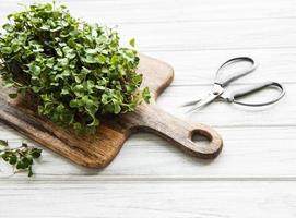 Red radish microgreens photo