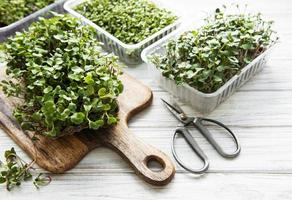 Red radish microgreens photo