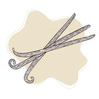 Vanilla Sticks Engraved Vintage Illustration vector