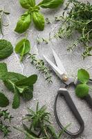 Fresh herbs on grey concrete background photo