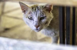 Injured cat on street photo