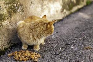 Stray cats eating on the street photo