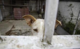 Dog in kennel photo