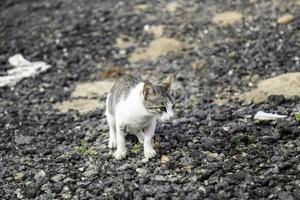 gatos callejeros abandonados foto