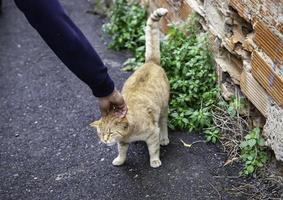 Stray cats eating on the street photo