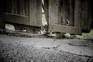 gato detrás de la puerta de madera foto
