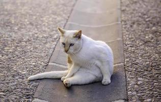 White cat resting street photo