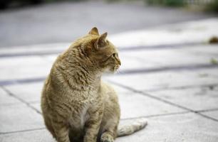 gato naranja descansando calle foto