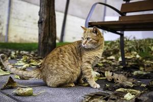 Orange cat resting street photo