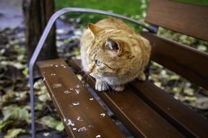 Orange cat resting street photo