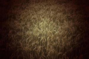 Wheat in a field photo