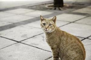 Orange cat resting street photo