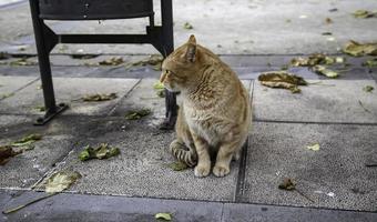 Orange cat resting street photo