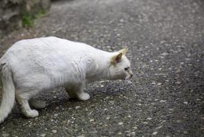 Scared white cat photo