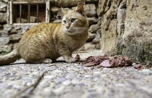 Stray cats eating on the street photo