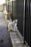 Cats on fence photo