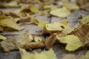 hojas de otoño suelo foto