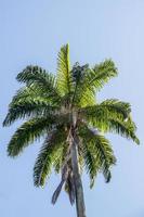 Brazilian palm tree photo