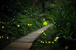 Fireflies in the bush at night in Taiwan photo