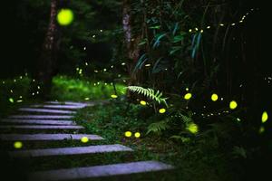 Fireflies in the bush at night in Taiwan photo