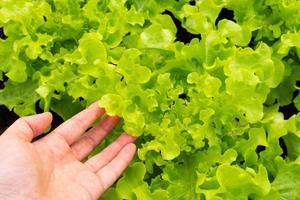 Close up view of left hand touching fresh green organic lettuce leaves photo