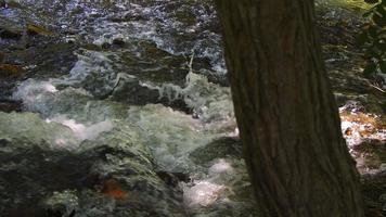 cascada en el río en la naturaleza salvaje video