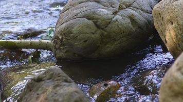 vattenfall i floden i vild natur video