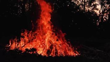 feu en boucle boucle parfaite isolée. élément de feu en boucle, allumage du feu de smotion de bas en haut. flamme de feu isolée video