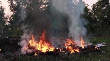 Feuerschleife isolierte nahtlose Schleife. Looping-Feuerelement, Smotion-Feuerzündung von unten nach oben. isolierte Feuerflamme video